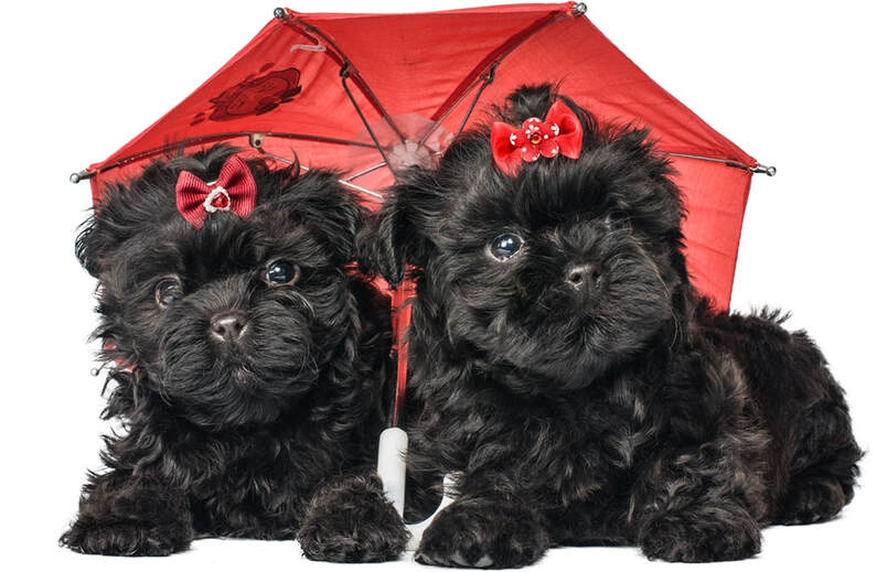 two black Russian Bolonka puppies sitting under a red umbrella