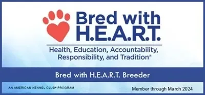 AKC Bred With Heart bolonka dog 2023