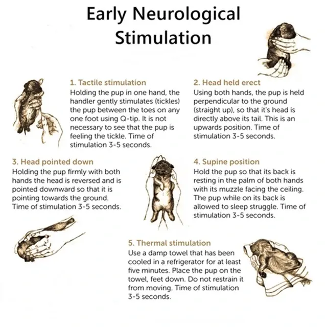 Early Neurological Stimulation Chart For Bolonka Puppy