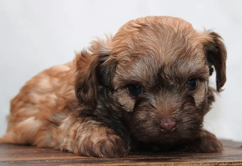 Russian Bolonka puppy