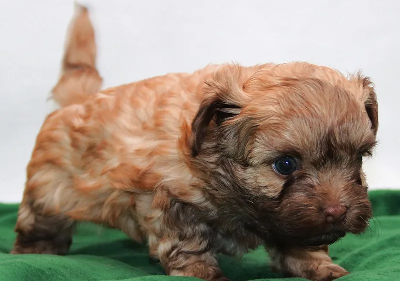 Russian Bolonka puppy