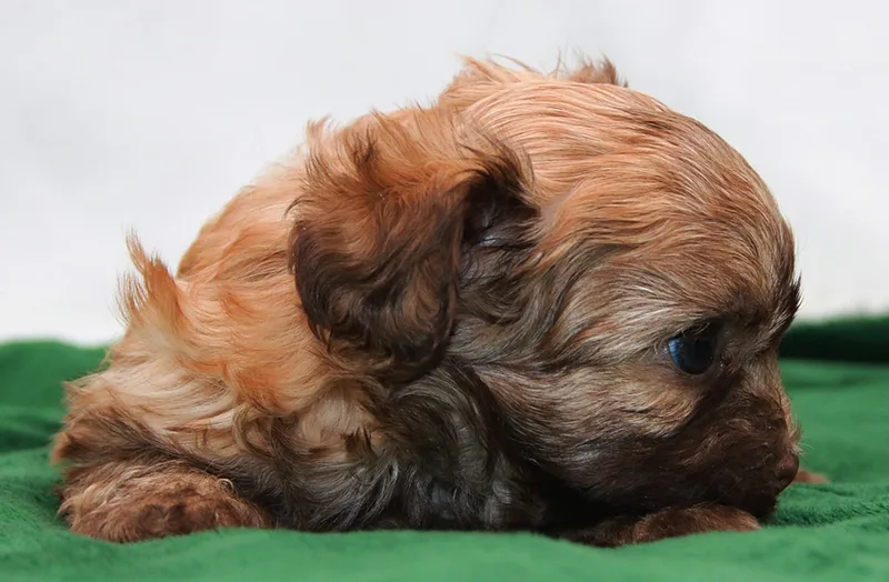 Russian Bolonka puppy