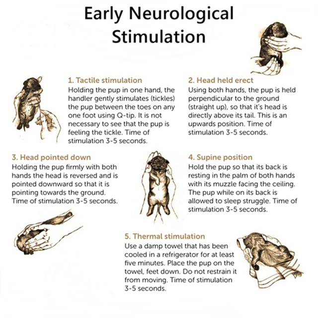 Early Neurological Stimulation Chart For Bolonka Puppy