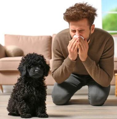 hypoallergenic black bolonka puppy with man sneezing