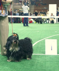 Russian Bolonka in a dog show ring in early Russia